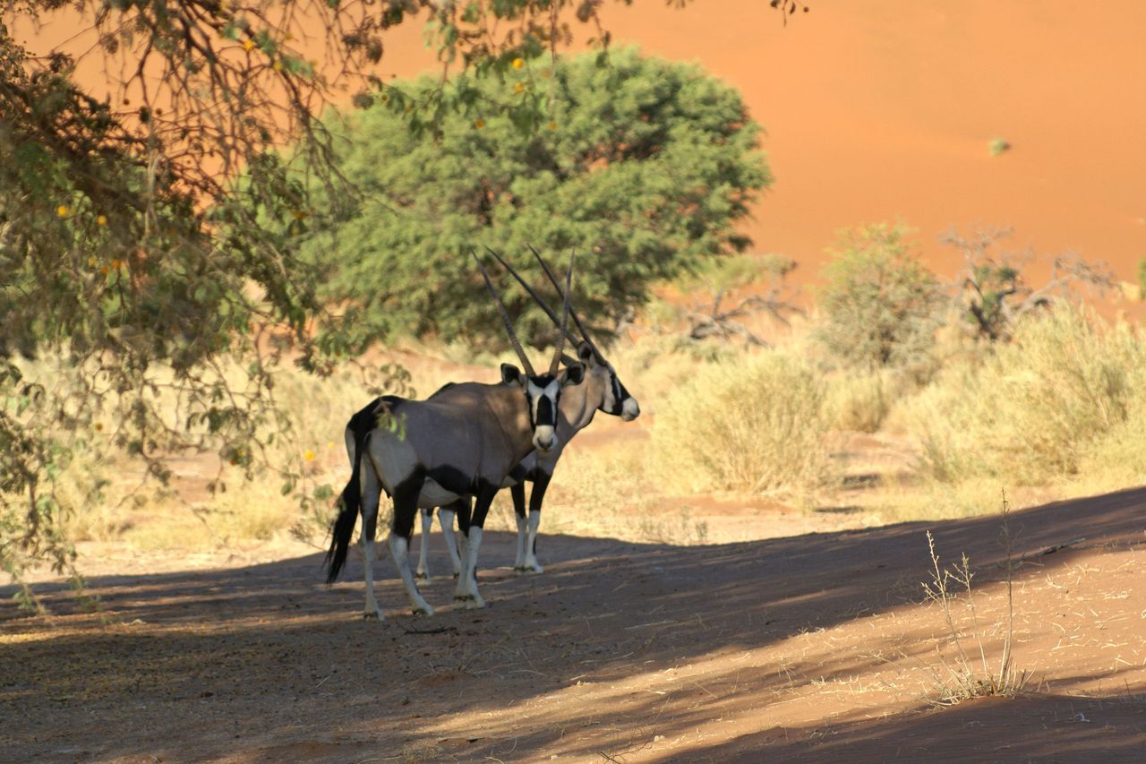 Spießbock (Oryx gazella)