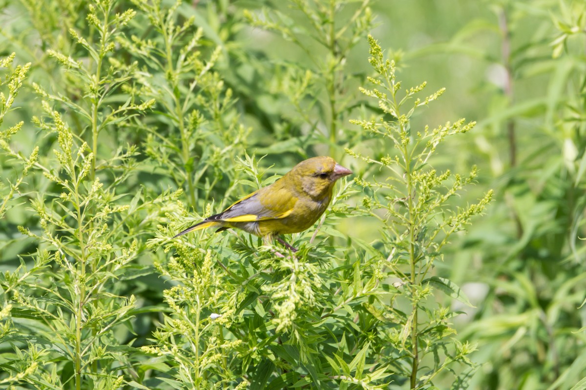 Finken (Fringillidae) wildlifegalerie.de