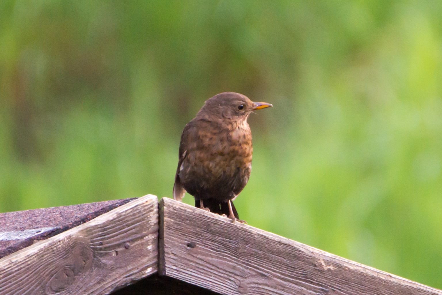 Echte Drosseln (Turdus) wildlifegalerie.de