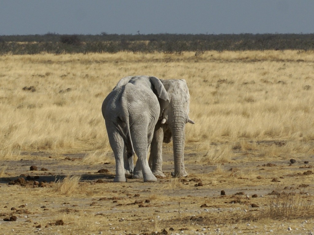 Afrikanischer Elefant (Loxodonta africana)